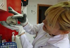 Doğanın öksüz yavrularını anne şefkatiyle büyütüyor