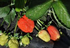 İslahiye'de örtü altı çilekte hasat zamanı