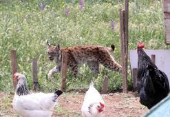 Kümeste yakalanan vaşak öldü, Abant Milli Parkı'nda sergilenecek
