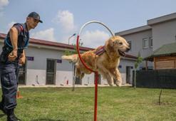 Jandarma köpeği 'Kadro', hassas burnuyla kundaklamayı tespit ediyor