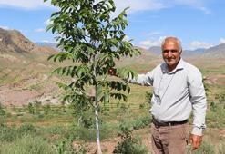 Çorak araziyi 16 bin ceviz fidanıyla yeşillendirdi