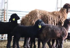 Proje sonuç verdi; morkaraman cinsi koyun altız doğurdu