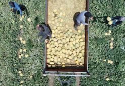 Tarladan 6 TL'ye çıkan kavun, markette 2 katı fiyata satılıyor