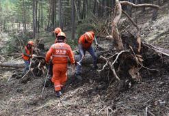 Fırtına, 2 hektarlık alanda 600 çam ağacını topraktan ayırmış
