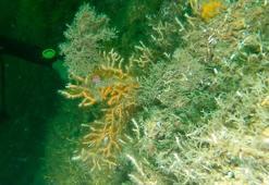 The Yellow coral planted on Tavsan Island were observed by diving