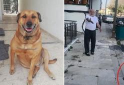 Daha önce tehdit ettiği komşunun köpeğini tüfekle öldürdü