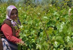Hassa'da kadınların bağ bozumu öncesi yaprak mesaisi