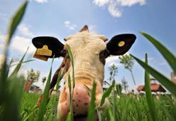 Buzağı 'Gökçe', yaşamını fıtığa borçlu