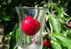 Çay bardağına sığmayan 'Lapseki devi' sofralara geliyor