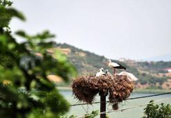 'Yaren' leylek 3 yavrusunu da büyüttü