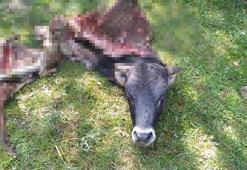 Kayıp danayı kurtlar parçalamış