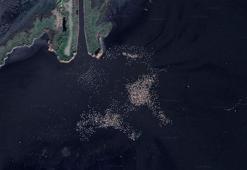 Google Earth'ten flamingo gözlemi