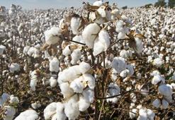 ABD’de Uygur ürünleri ithalat yasağı yasası bugün yürürlüğe girdi