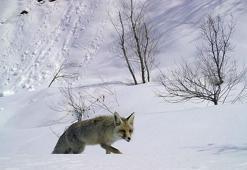 Bingöl'de yaban hayatı fotokapanda