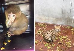 Kaçak hayvan operasyonunda 2 veteriner hekim gözaltında