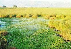 Büyük Menderes'in kaynağında nilüferler açtı