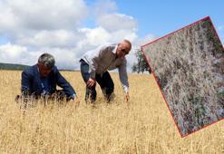 15 dakika süren dolu, 500 dönüme ekilen arpayı yok etti