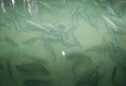 Yavru balıklarda yüzde 40'ı bulan deformasyon sorunu araştırılıyor