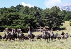 'Hindi ordusu', istilacı çekirgelerin yarısını yok etti