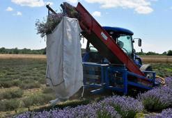 Mor tarlalarda hasat zamanı
