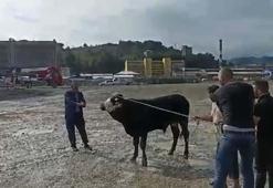 Kurbanlık boğa denize düştü, vinçle kurtarıldı