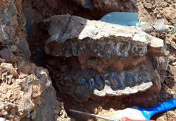 Denizli'de 8 milyon yıllık hayvan fosilleri bulundu