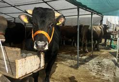 Kurbanlıklar Anadolu Yakası'ndaki pazarlarda yerlerini almaya başladı