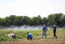 Pancar çiftçisine 476 milyon TL avans