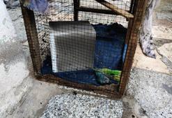 Evdeki yangında kafesteki muhabbet kuşları öldü