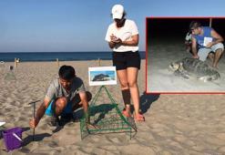 Patara Plajı'nda 86 caretta caretta yuva yaptı