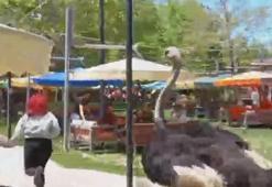 Barınaktan çıkan deve kuşu, kafe bahçesindeki müşteriyi kovaladı