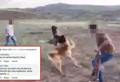 Köpekleri dövüştürüp, sosyal medyada yorumladılar