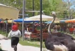 Ostrich chased, woman ran away screaming