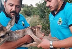 Kiraz toplayan vatandaşların bulduğu yaralı yavru ceylan tedaviye alındı