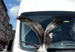 Avcılar'da hayvan kurtarma operasyonları