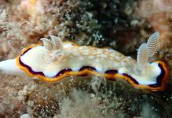 Su altındaki mikro canlıları fotoğrafladı