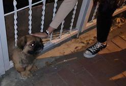 Demir parmaklıklara sıkışan köpeği itfaiye kurtardı