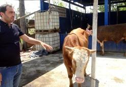 Avcılar’da yetim ve öksüzlere kurban bağışı