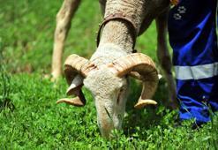 Yabani hayvanların saldırısına uğrayan koç tedavi edildi, 'Kahraman' adı verildi