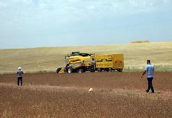 Çölyak hastaları için ekilen karabuğdayda hasat zamanı