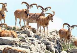 Kırşehir’de Anadolu yaban koyunları fotokapanla görüntülendi