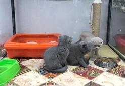Vitrinde kedi- köpek satışında son günler