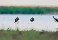 Kuş cenneti gibi üniversite