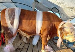 1 ton 30 kiloluk ‘Babayiğit’ isimli boğa 85 bin liraya alıcısını bekliyor