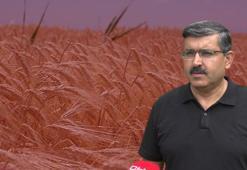 'Tahıl ambarı'nın hasat sezonunda 2 milyon tonun üzerinde rekolte bekleniyor