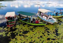 Beyşehir Gölü, 'nilüfer tarlası' gibi