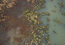 İzmir’de sahil deniz marulu ile yeşile büründü