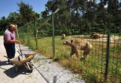 Atık gıdaların hayvanların beslenmesinde kullanılması için yem çalışması