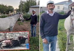 Atına yasaklı ırk köpek saldırınca işsiz kaldı; köpeğin sahibi at hediye etti