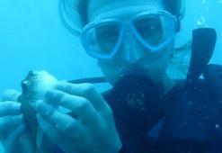 Balon balıkları, besin için dalgıçları takip ediyor